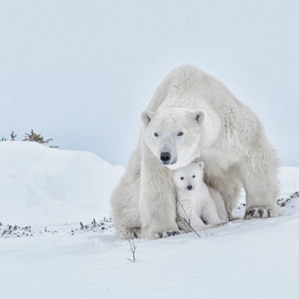 2016-Polar-Bears-2044