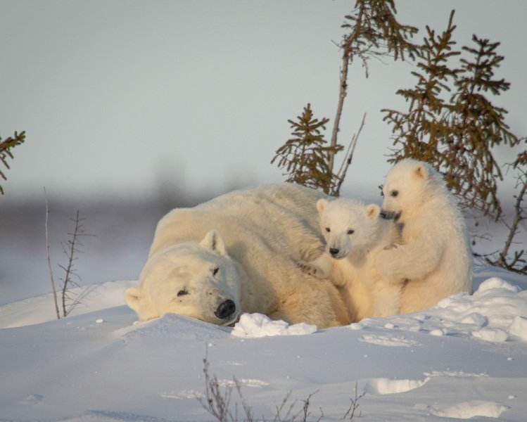 2016-Polar-Bears-23808