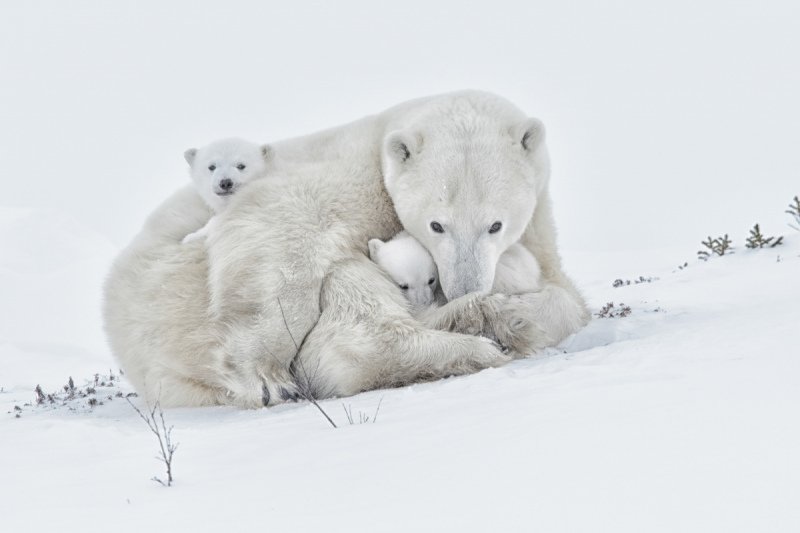 2016-Polar-Bears-444