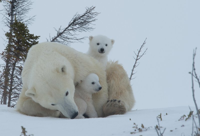 2016-Polar-Bears-7658