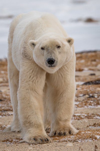 Polar-Bears-2020-107