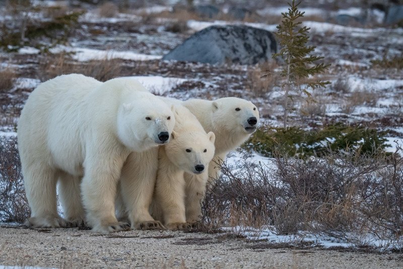 Polar-Bears-2020-1853-Edit