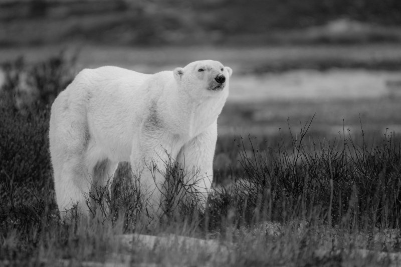 Polar-Bears-2020-233-Edit-2