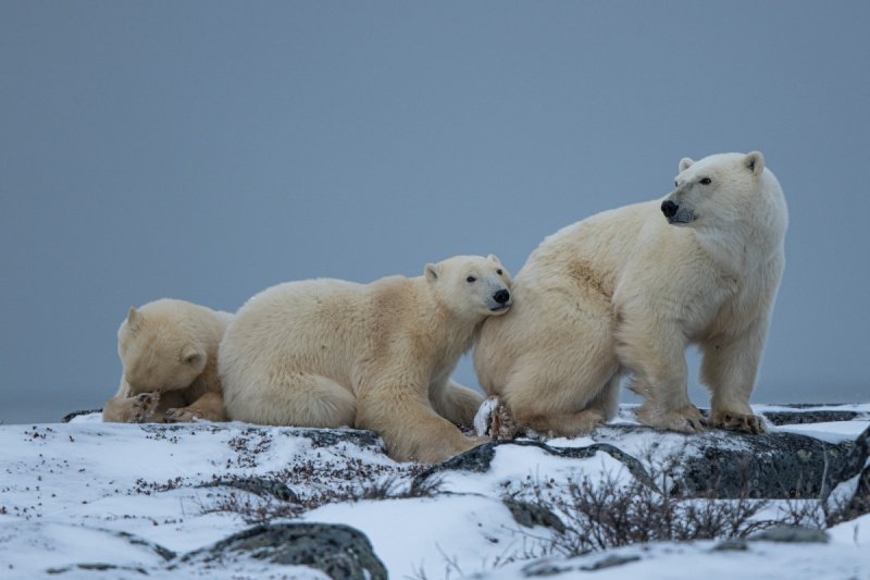 Polar-Bears-2020-3162-Edit
