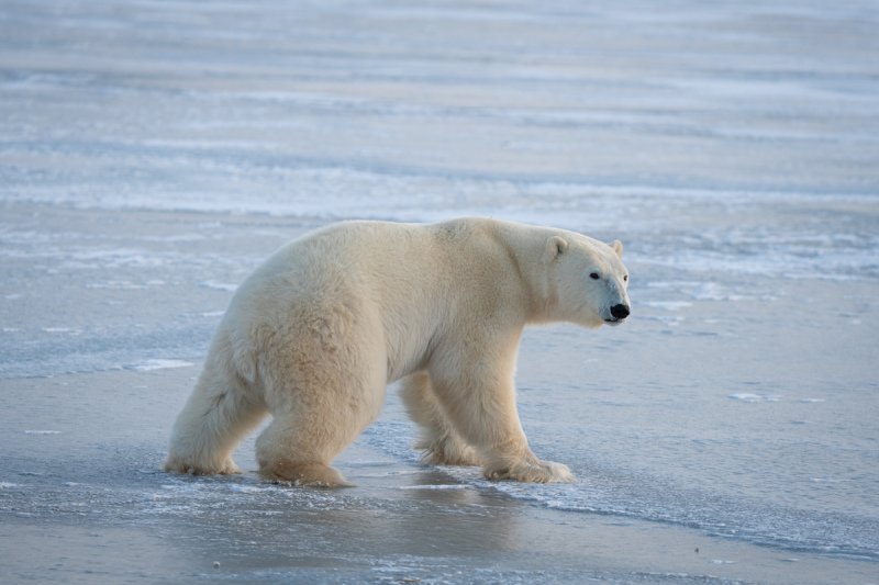 Polar-Bears-2020-4409
