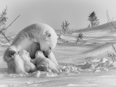 2016-Polar-Bears-19828