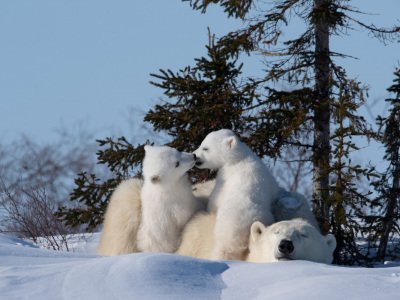 Polar-Bear-2018-3597