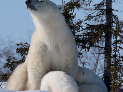 Polar-Bear-2018-4525