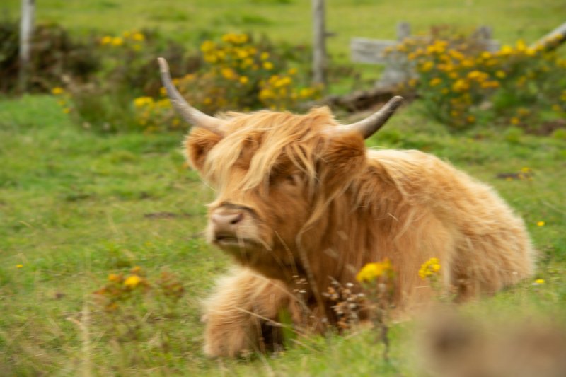 Scotland-2012-112