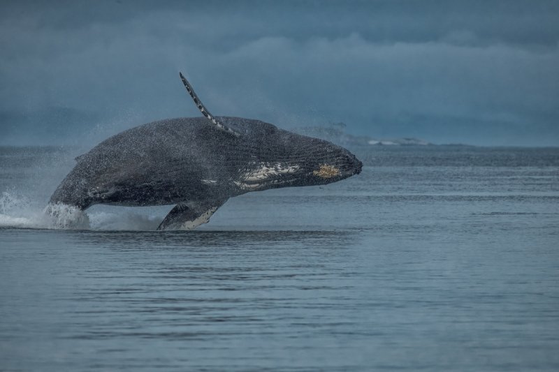 2016-Sea-Mammals-10774-Edit-Edit