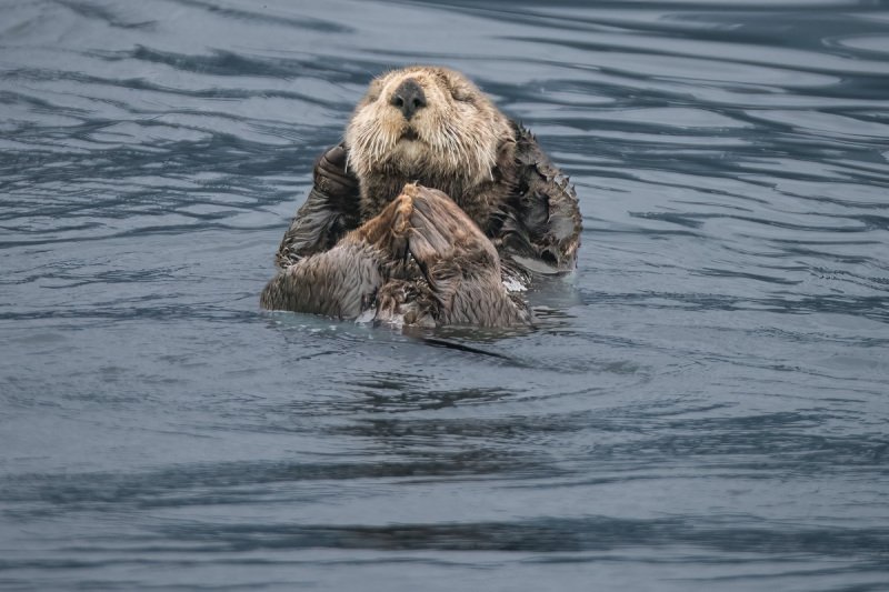 Alaska2015-7255-Edit-Edit-2