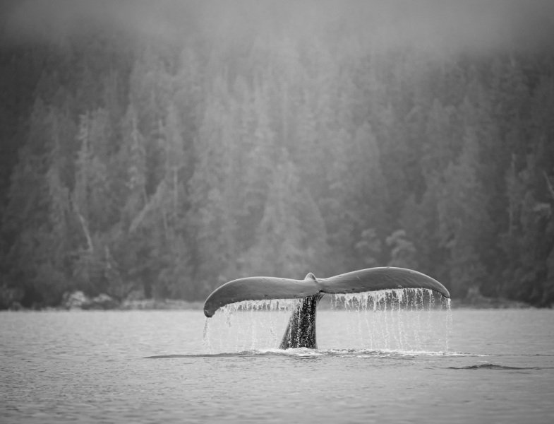 British-Columbia-2020-3756