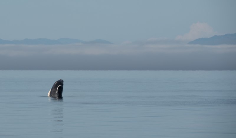 Great-Bear-Rainforest-2019-1120