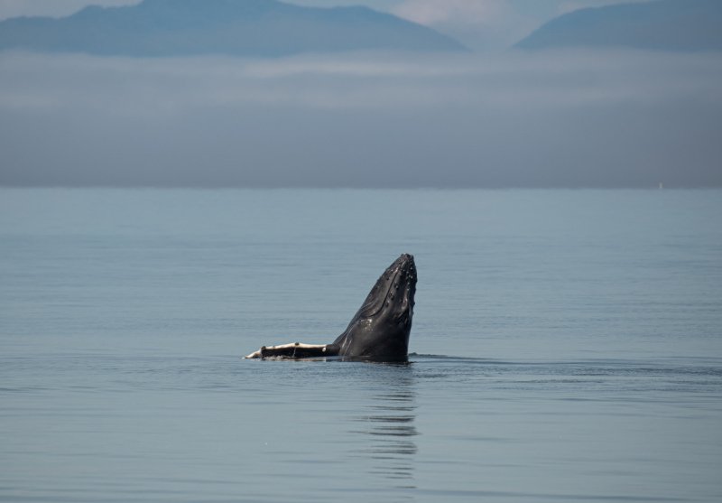 Great-Bear-Rainforest-2019-1144