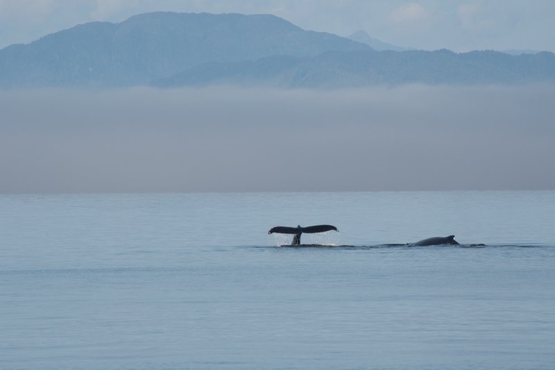 Great-Bear-Rainforest-2019-1175
