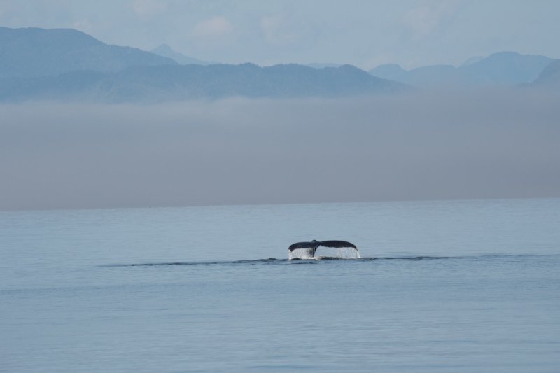 Great-Bear-Rainforest-2019-1195