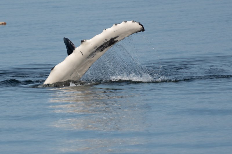 Great-Bear-Rainforest-2019-1244