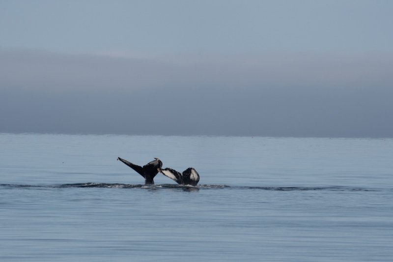 Great-Bear-Rainforest-2019-1327