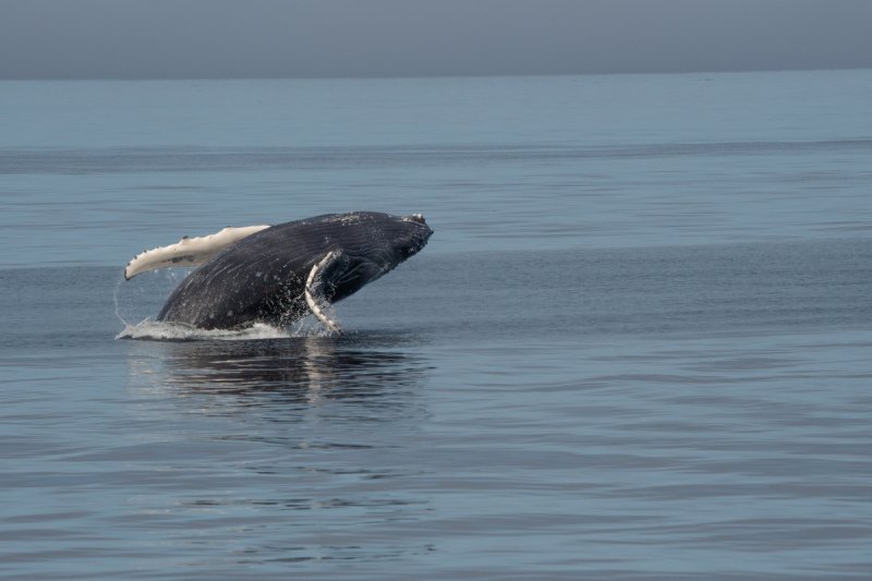 Great-Bear-Rainforest-2019-1349