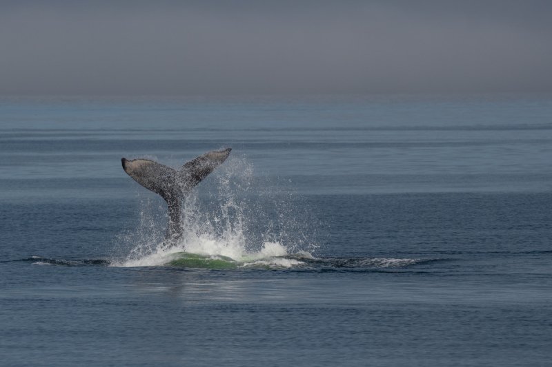 Great-Bear-Rainforest-2019-1384