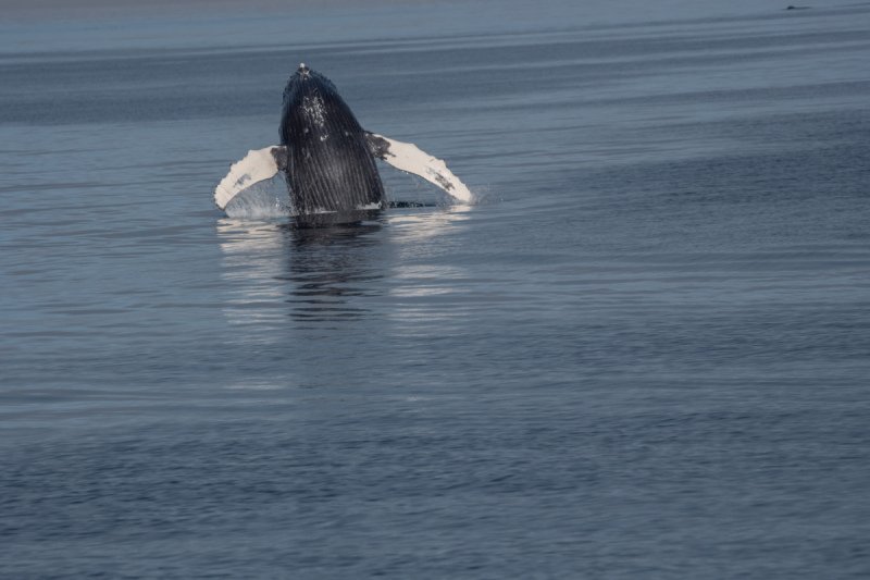 Great-Bear-Rainforest-2019-1402
