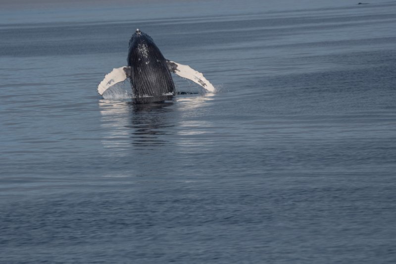 Great-Bear-Rainforest-2019-1402