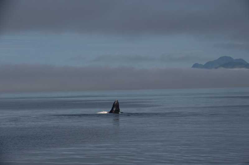 Great-Bear-Rainforest-2019-1432