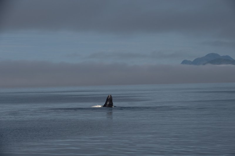 Great-Bear-Rainforest-2019-1432