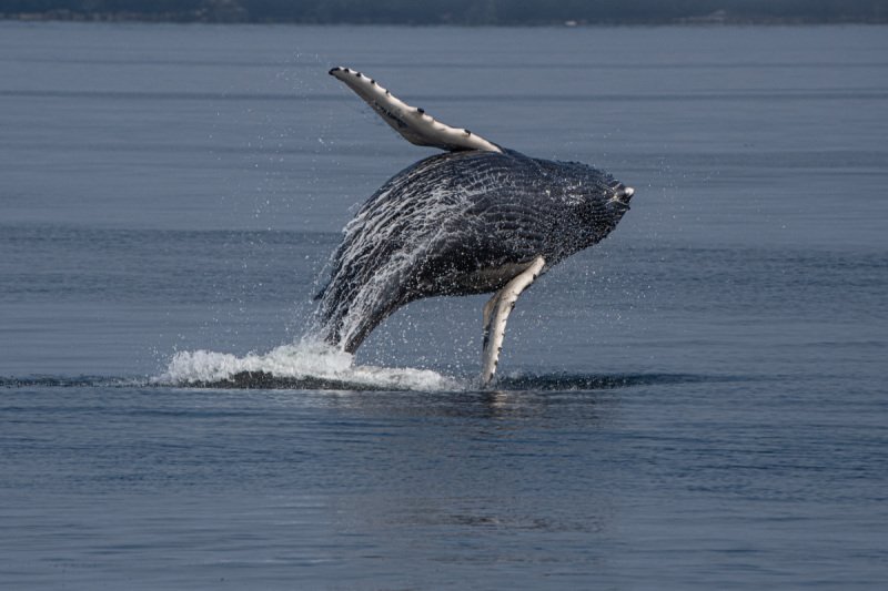 Great-Bear-Rainforest-2019-1447