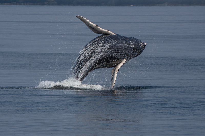 Great-Bear-Rainforest-2019-1447