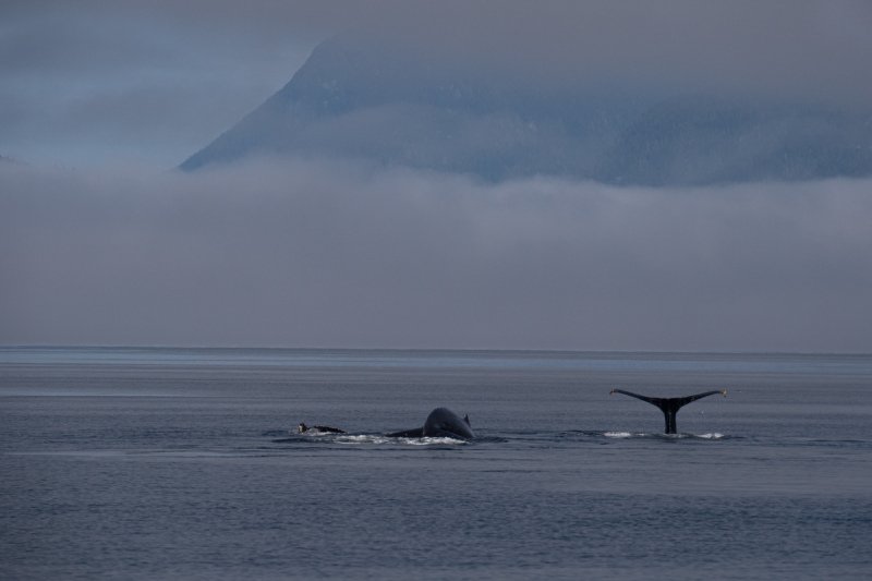 Great-Bear-Rainforest-2019-1479