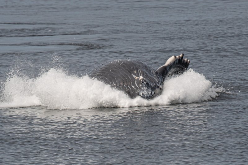Great-Bear-Rainforest-2019-1722