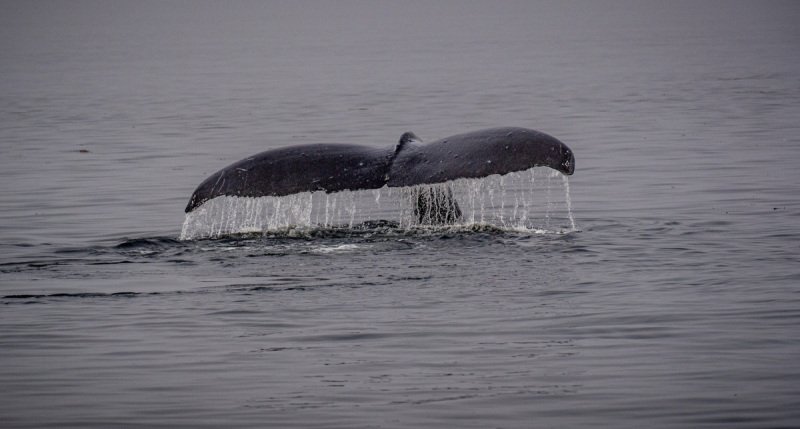 Great-Bear-Rainforest-2019-1946