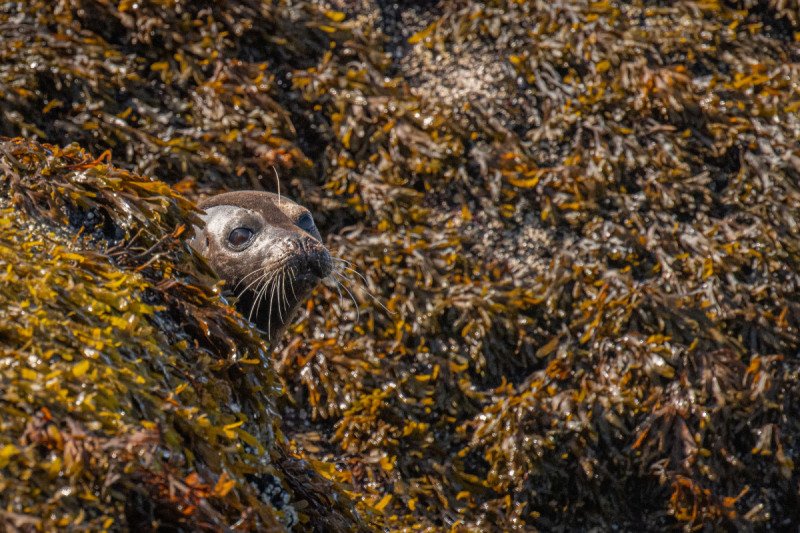 Great-Bear-Rainforest-2019-3216