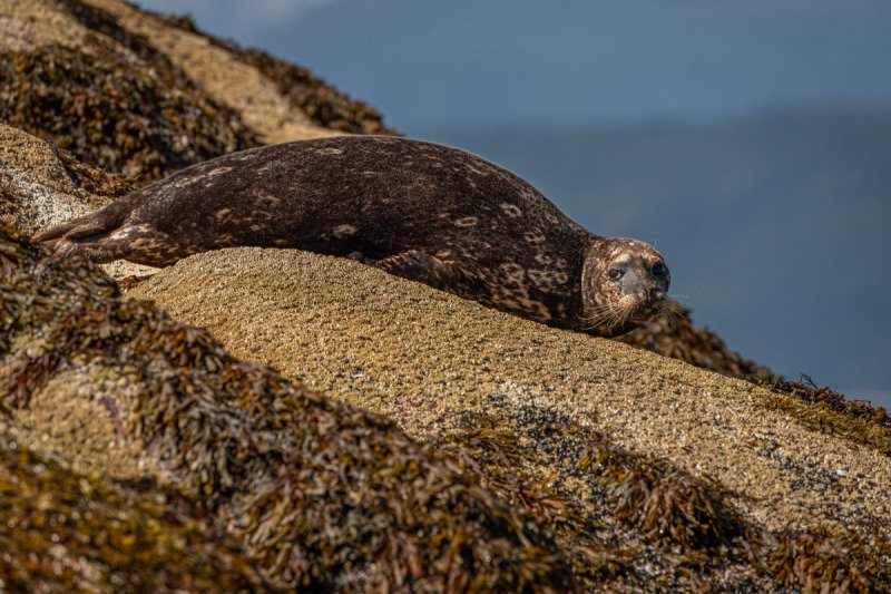 Great-Bear-Rainforest-2019-3342