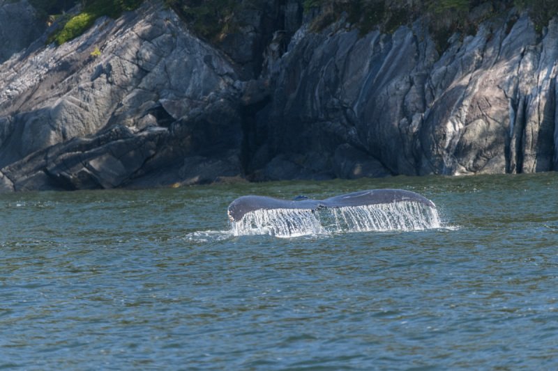 Great-Bear-Rainforest-2019-686