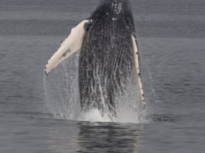 Great-Bear-Rainforest-2019-1906