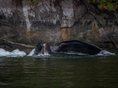 Great-Bear-Rainforest-2019-19370