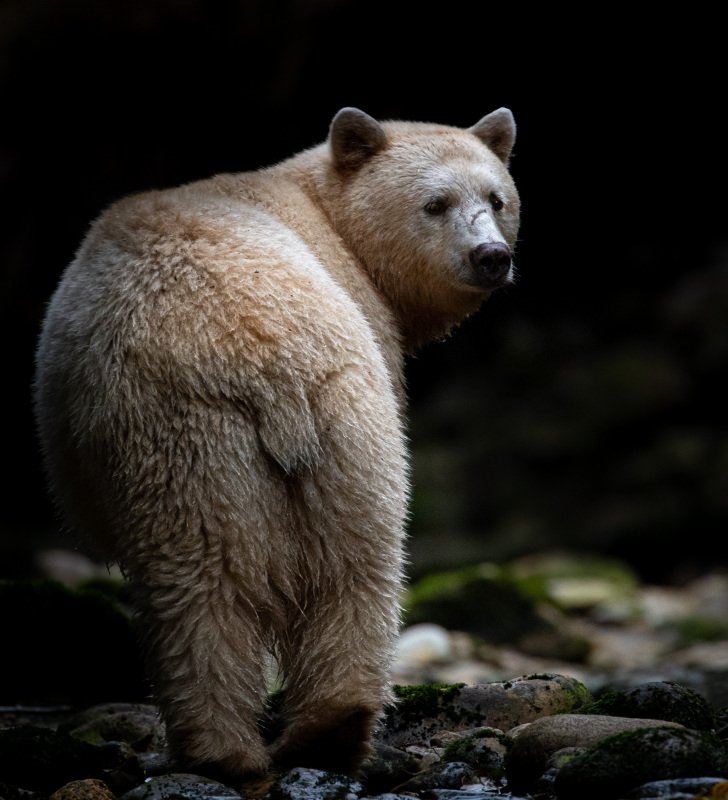 Great-Bear-Rainforest-2019-12492