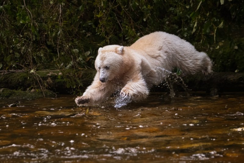 Great-Bear-Rain-forest-2017-3702-Edit-Edit-2