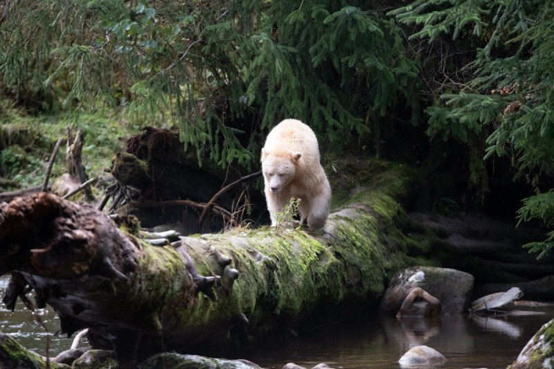 Great-Bear-Rain-forest-2017-5541