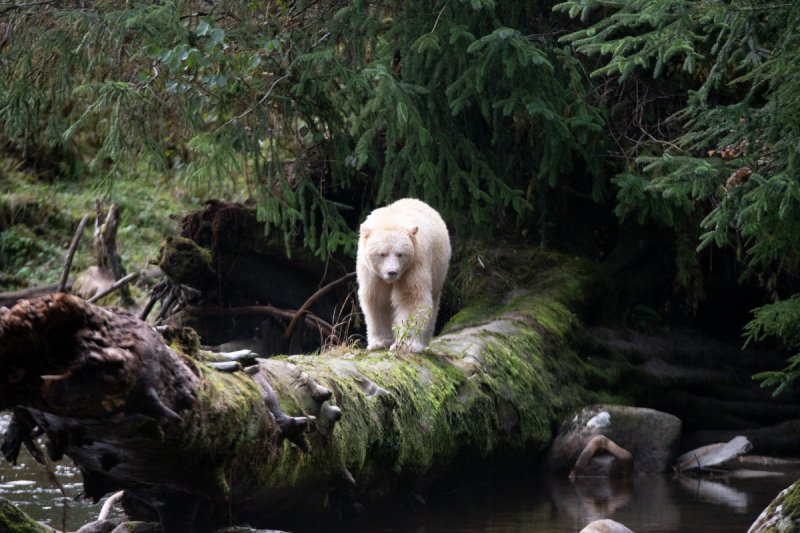 Great-Bear-Rain-forest-2017-5549