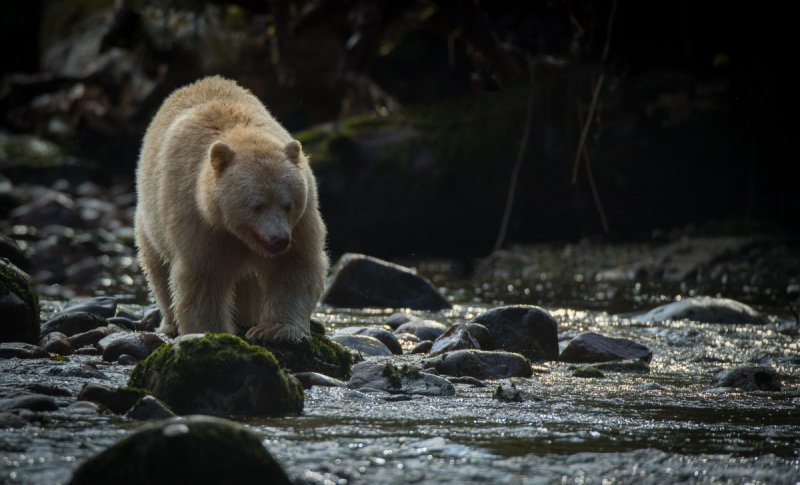 Great-Bear-Rain-forest-2017-9617-2