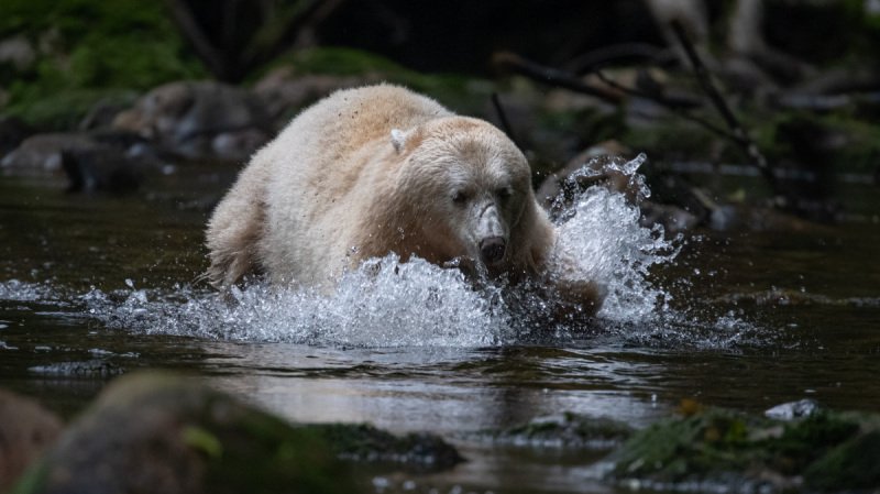 Great-Bear-Rainforest-2019-12013-Edit