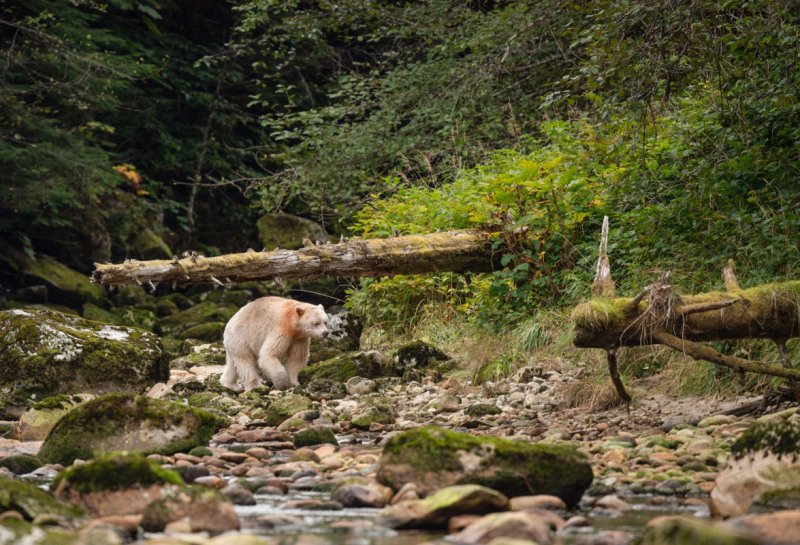 Great-Bear-Rainforest-2019-9404-Edit