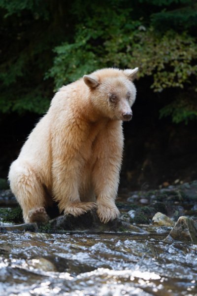 Spirit-Bear-Tour-2019-155