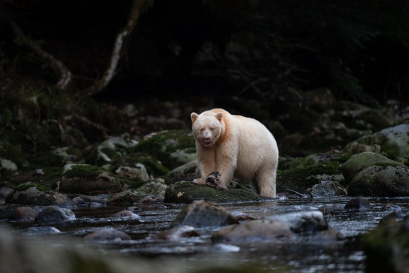 Spirit-Bear-Tour-2019-16392