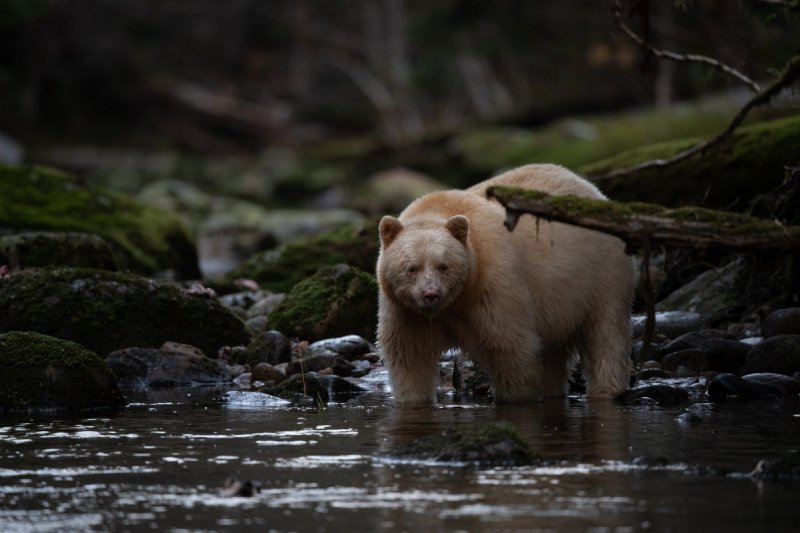 Spirit-Bear-Tour-2019-16576