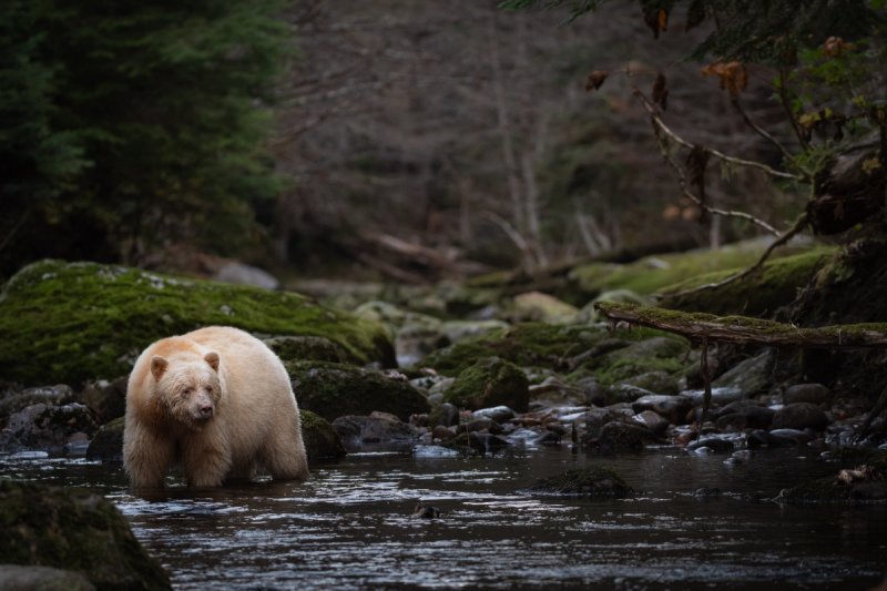 Spirit-Bear-Tour-2019-16723