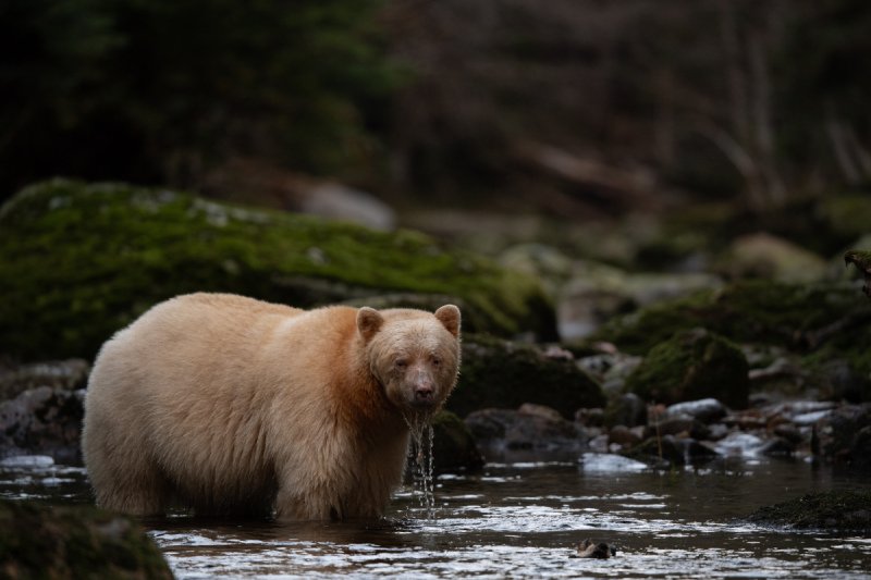 Spirit-Bear-Tour-2019-16760